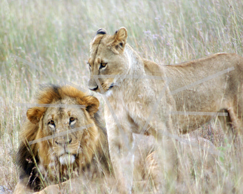 Lions on Honeymoon