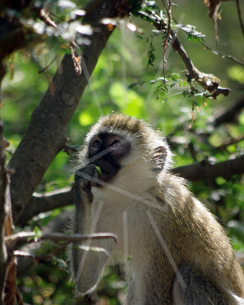 Tsavo West Vervet Monkey