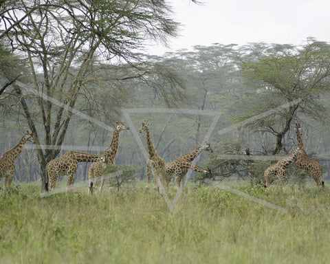 Lake Nakuru Giraffe Herd