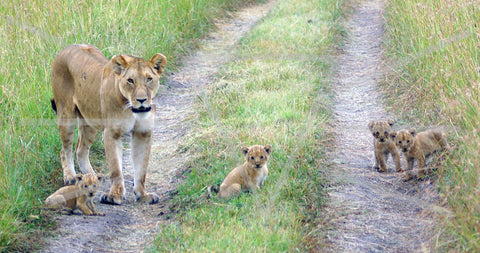 Masai Mara Lioness and Cubs