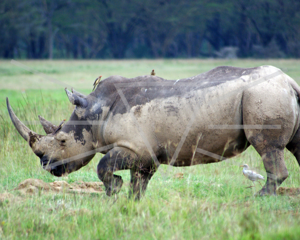Lake Nakuru Rhino
